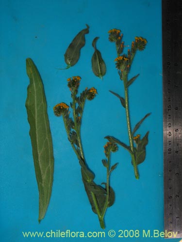 Image of Amsinckia tesselata (). Click to enlarge parts of image.