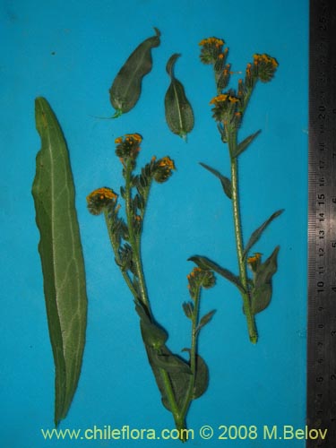 Image of Amsinckia tesselata (). Click to enlarge parts of image.