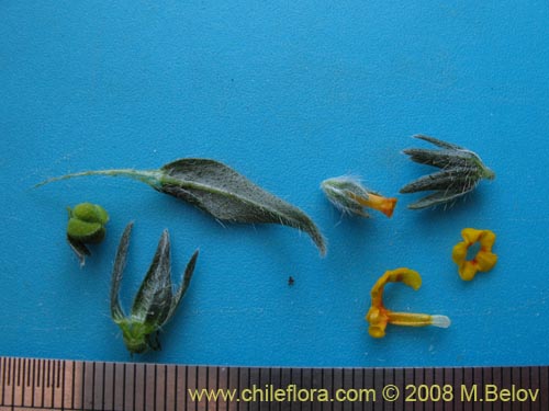 Image of Amsinckia tesselata (). Click to enlarge parts of image.