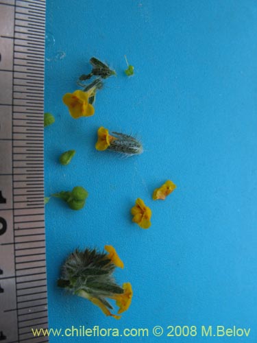 Image of Amsinckia tesselata (). Click to enlarge parts of image.