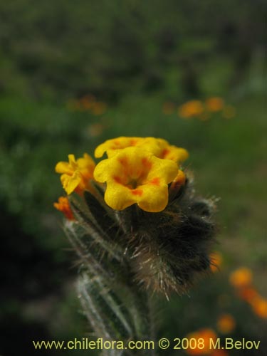 Image of Amsinckia tesselata (). Click to enlarge parts of image.