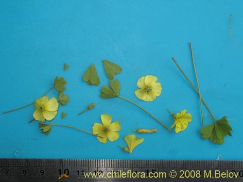 Image of Oxalis sp. #1442 (). Click to enlarge parts of image.