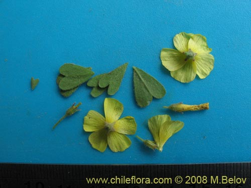 Image of Oxalis sp. #1442 (). Click to enlarge parts of image.