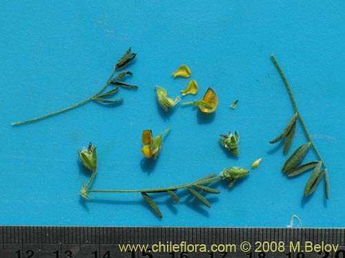 Imágen de Adesmia sp. #1443 (). Haga un clic para aumentar parte de imágen.