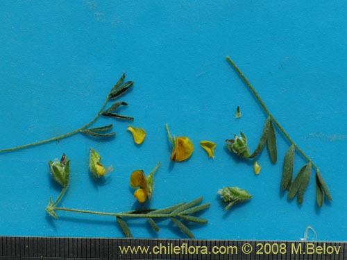 Image of Adesmia sp. #1443 (). Click to enlarge parts of image.