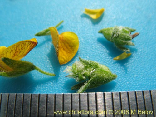 Image of Adesmia sp. #1443 (). Click to enlarge parts of image.