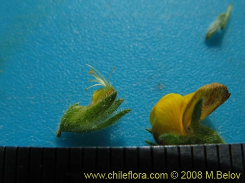 Image of Adesmia sp. #1443 (). Click to enlarge parts of image.