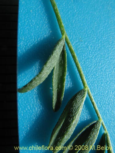 Image of Adesmia sp. #1443 (). Click to enlarge parts of image.