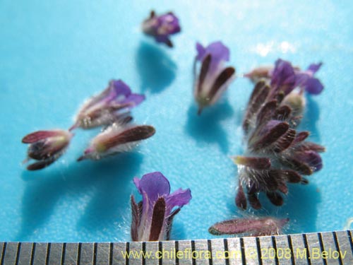 Bild von Phacelia brachyanta (Cuncuna / Té de burro.). Klicken Sie, um den Ausschnitt zu vergrössern.