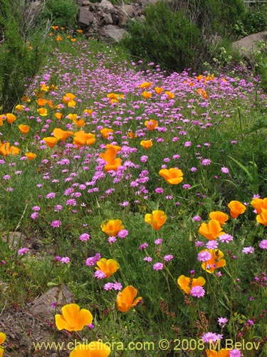 Image of Leucheria glandulosa (). Click to enlarge parts of image.