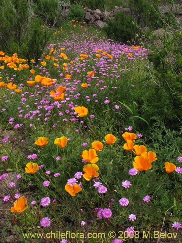 Imágen de Leucheria glandulosa (). Haga un clic para aumentar parte de imágen.