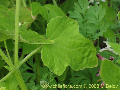 Loasa triloba의 사진