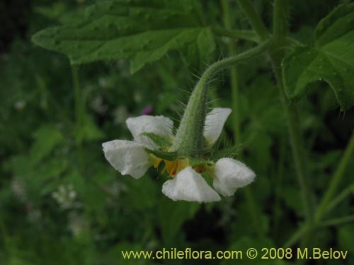 Loasa triloba의 사진