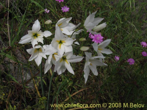 Image of Leucocoryne coquimbensis var. alba (). Click to enlarge parts of image.