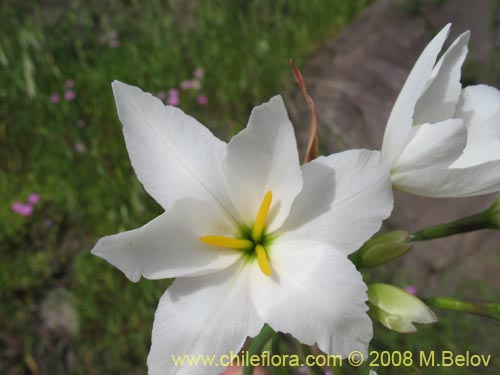 Image of Leucocoryne coquimbensis var. alba (). Click to enlarge parts of image.