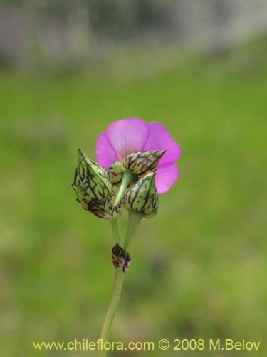 Image of Cistanthe sp. #1181 (). Click to enlarge parts of image.