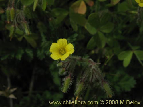 Oxalis sp. #1450의 사진