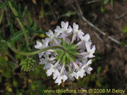 Image of Verbena sp. #3043 (). Click to enlarge parts of image.