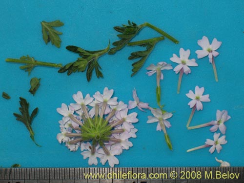 Image of Verbena sp. #3043 (). Click to enlarge parts of image.