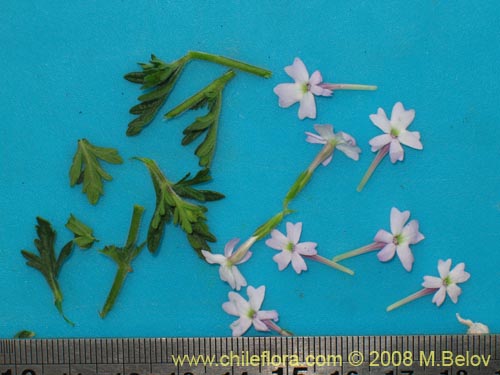 Image of Verbena sp. #3043 (). Click to enlarge parts of image.