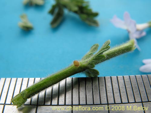 Image of Verbena sp. #3043 (). Click to enlarge parts of image.