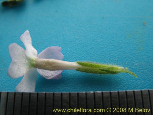 Image of Verbena sp. #3043 (). Click to enlarge parts of image.