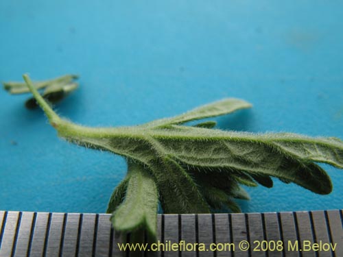 Image of Verbena sp. #3043 (). Click to enlarge parts of image.