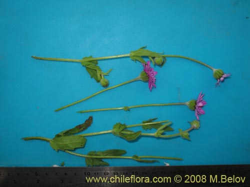 Imágen de Leucheria glandulosa (). Haga un clic para aumentar parte de imágen.