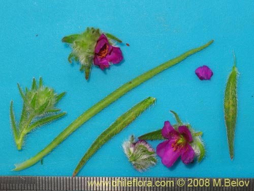 Image of Montiopsis sericea (). Click to enlarge parts of image.