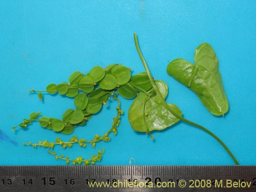Image of Dioscorea parviflora (). Click to enlarge parts of image.