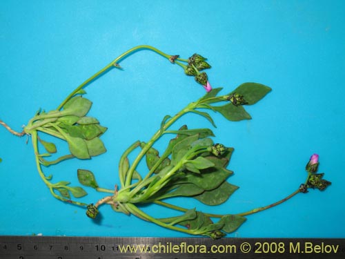 Image of Cistanthe sp. #1181 (). Click to enlarge parts of image.