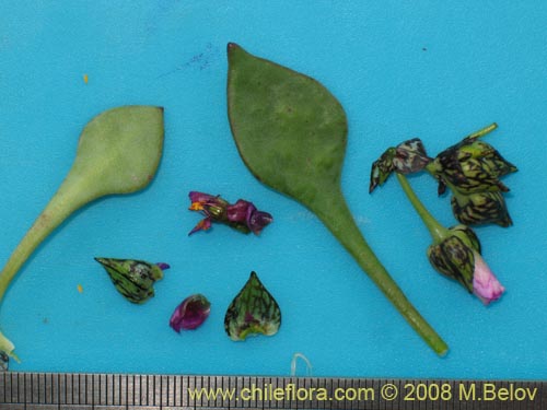 Image of Cistanthe sp. #1181 (). Click to enlarge parts of image.