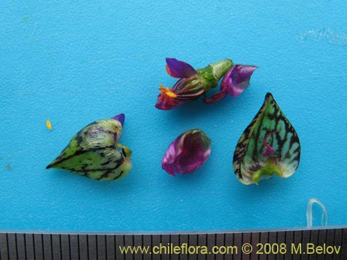 Image of Cistanthe sp. #1181 (). Click to enlarge parts of image.