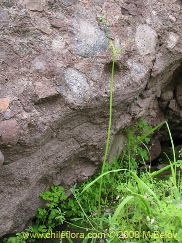 Image of Gilliesia graminea (). Click to enlarge parts of image.