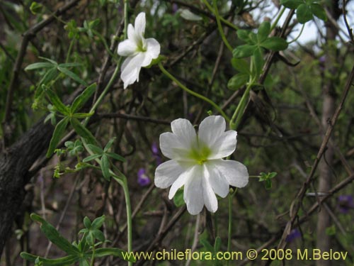 Tropaeolum azureum의 사진