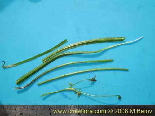 Image of Gilliesia graminea (). Click to enlarge parts of image.