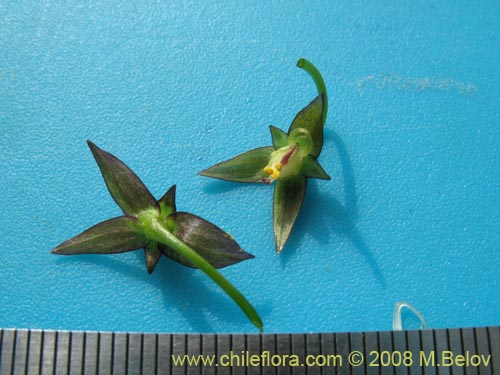 Image of Gilliesia graminea (). Click to enlarge parts of image.