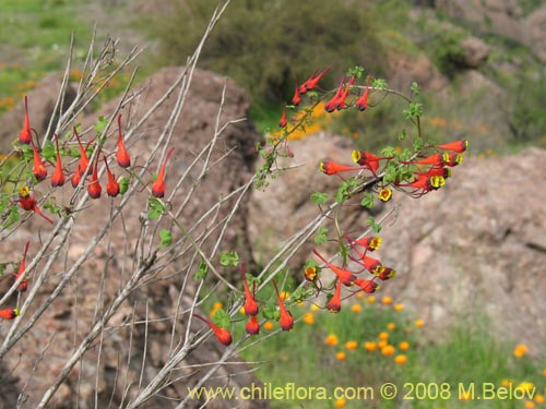 Tropaeolum tricolor의 사진