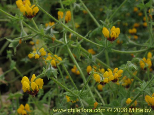 Loasa tricolor의 사진