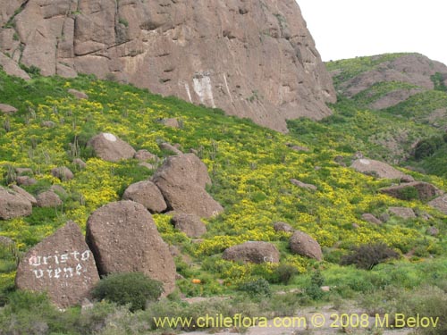 Bild von Flourensia thurifera (Maravilla del campo / Incienso). Klicken Sie, um den Ausschnitt zu vergrössern.