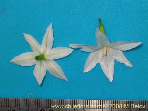 Image of Leucocoryne coquimbensis var. alba (). Click to enlarge parts of image.