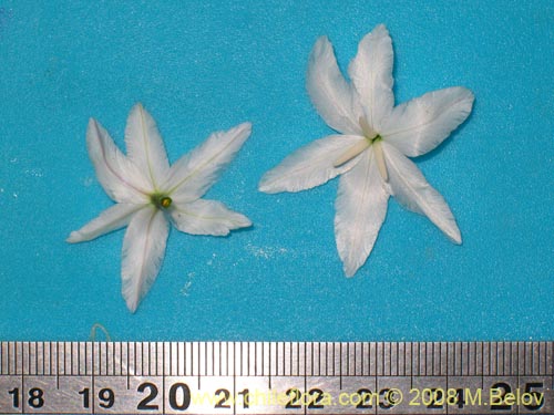 Image of Leucocoryne coquimbensis var. alba (). Click to enlarge parts of image.