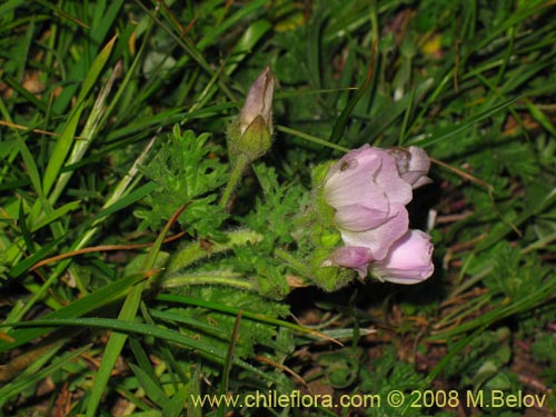 Cristaria sp. #1218의 사진