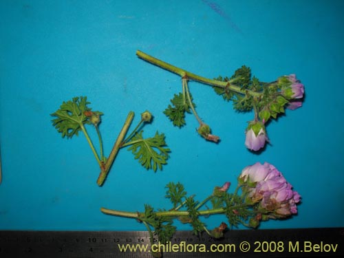 Cristaria sp. #1218의 사진