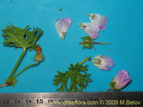 Cristaria sp. #1218의 사진