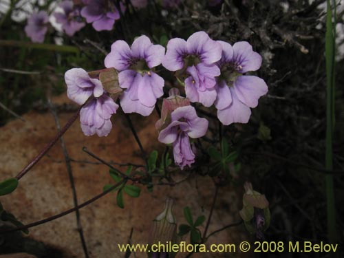 Bild von Tropaeolum hookerianum ssp. austropurpureum (Soldadito / Pajarito / Relicario). Klicken Sie, um den Ausschnitt zu vergrössern.