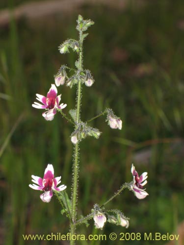 Bild von Schizanthus parvulus (). Klicken Sie, um den Ausschnitt zu vergrössern.
