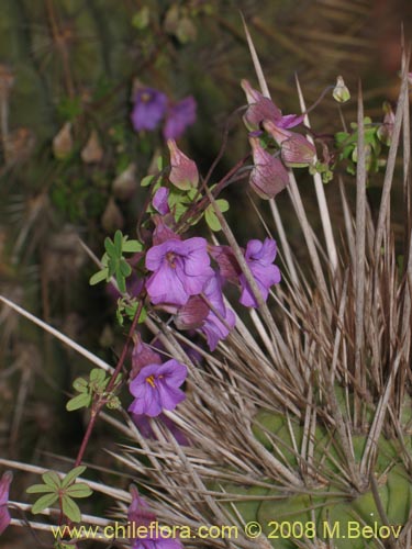 Bild von Tropaeolum hookerianum ssp. austropurpureum (Soldadito / Pajarito / Relicario). Klicken Sie, um den Ausschnitt zu vergrössern.