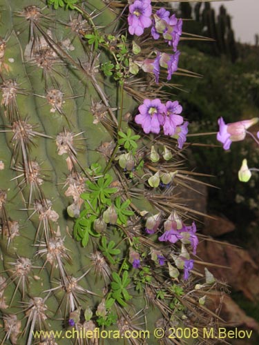 Bild von Tropaeolum hookerianum ssp. austropurpureum (Soldadito / Pajarito / Relicario). Klicken Sie, um den Ausschnitt zu vergrössern.