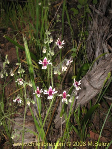 Bild von Schizanthus parvulus (). Klicken Sie, um den Ausschnitt zu vergrössern.